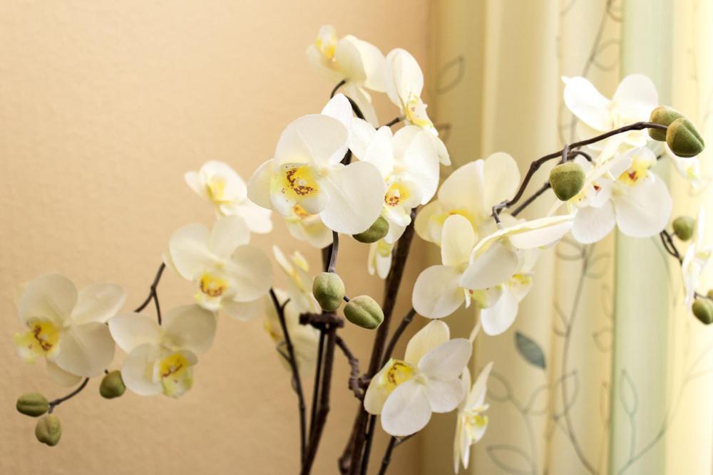 Anna Apartment *